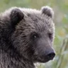 black bear